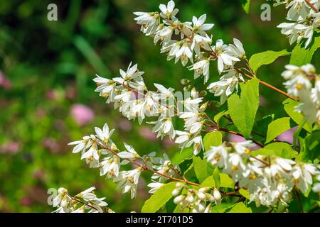 Deutzia crenata fiori di neve giapponese , Deutzia snella. Fuzzy Deutzia, Deutzia a doppia fioritura Foto Stock