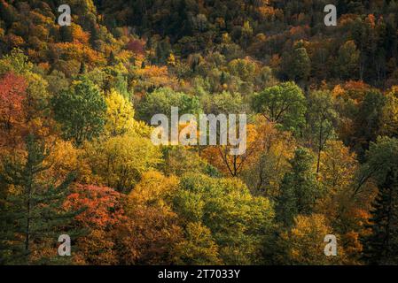 Tettoia di una foresta in Quebec in autunno Foto Stock