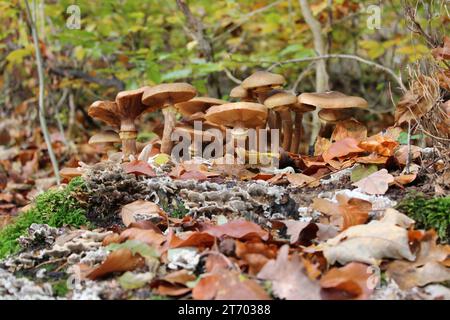 Soleggiata serenità: Funghi tra le foglie autunnali Foto Stock