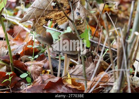 Soleggiata serenità: Funghi tra le foglie autunnali Foto Stock