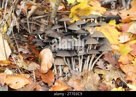 Soleggiata serenità: Funghi tra le foglie autunnali Foto Stock