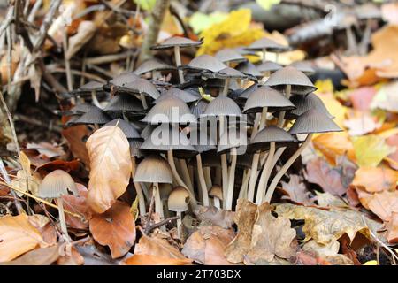 Soleggiata serenità: Funghi tra le foglie autunnali Foto Stock