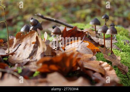 Soleggiata serenità: Funghi tra le foglie autunnali Foto Stock