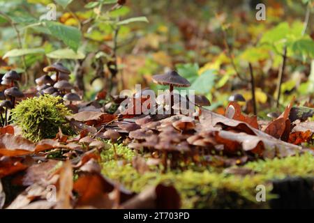 Soleggiata serenità: Funghi tra le foglie autunnali Foto Stock