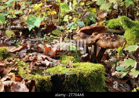 Soleggiata serenità: Funghi tra le foglie autunnali Foto Stock