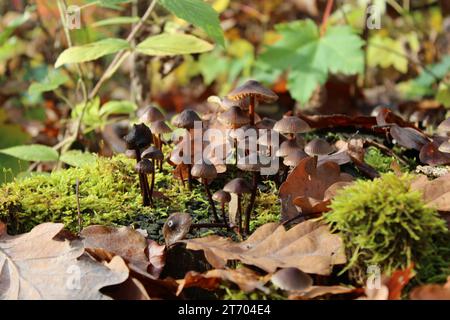 Soleggiata serenità: Funghi tra le foglie autunnali Foto Stock