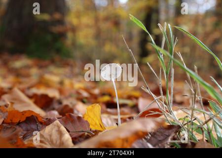 Soleggiata serenità: Funghi tra le foglie autunnali Foto Stock