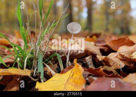 Soleggiata serenità: Funghi tra le foglie autunnali Foto Stock