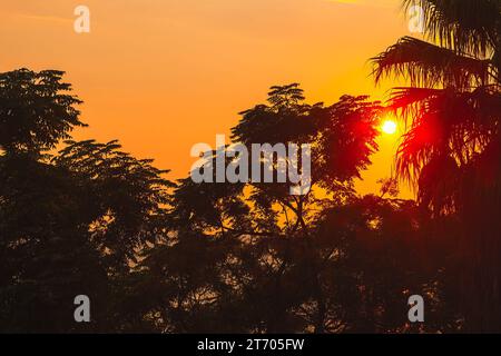 Silhouette di palme al tramonto ai tropici. Silhouette di alberi maestosi contro il cielo colorato della sera Foto Stock