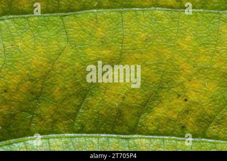 Sfondo verde biologico con un accenno di giallo proveniente da una senescente foglia di soia, che inibisce l'inizio dell'autunno. Foto Stock