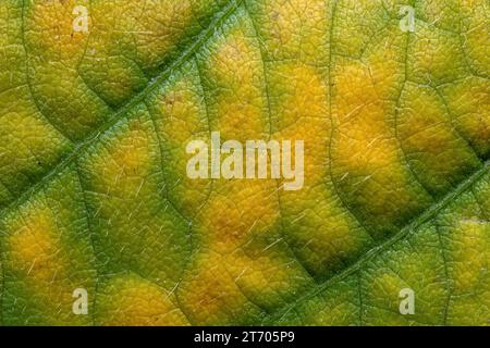 Sfondo organico giallo e verde da una senescente foglia di soia con motivo diagonale, l'autunno inidicante è arrivato. Foto Stock