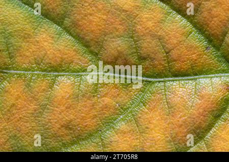 Sfondo organico giallo e verde da una senescente foglia di soia che inibisce la stagione autunnale. Foto Stock