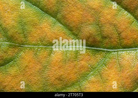 Sfondo organico giallo e verde da una senescente foglia di soia, l'autunno inidicante è arrivato. Foto Stock