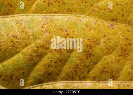 Sfondo giallo biologico da una senescente foglia di soia, l'autunno inidicante è arrivato. Foto Stock