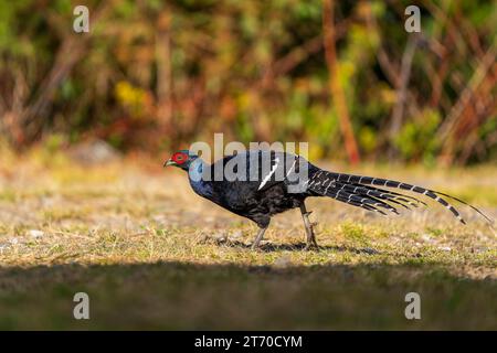 Mikado, fagiano endemico uccello taiwan Foto Stock