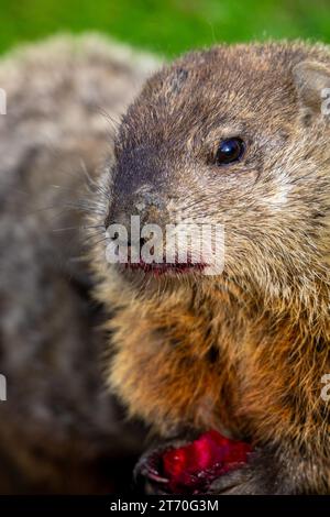 Primo piano di una marmotta (Marmota monax) che mangia un ritratto di frutta Foto Stock