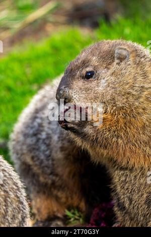 Primo piano di una marmotta (Marmota monax) che mangia un ritratto di frutta Foto Stock