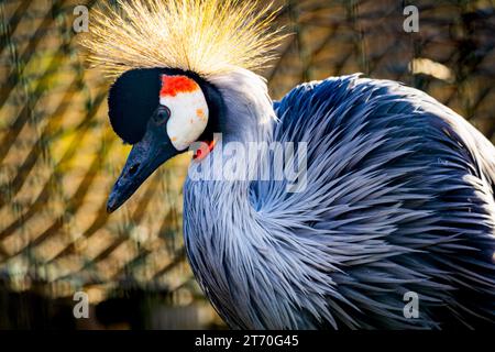 Primo piano maestoso ritratto colorato della gru a corona grigia (Balearica regulorum) Foto Stock