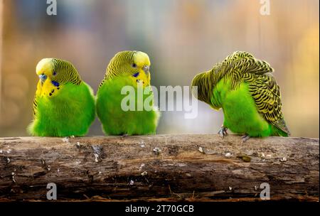 Amorevole coppia di budgerigar (Melopsittacus undulatus) isolato Foto Stock