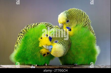 Amorevole coppia di budgerigar (Melopsittacus undulatus) isolato Foto Stock