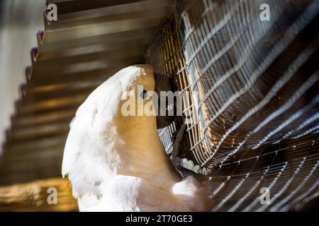 cockatoo che affina il becco su una gabbia dello zoo Foto Stock