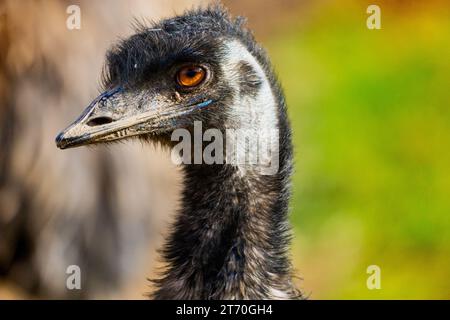 EMU Dromaius Head Close Up isolato Foto Stock