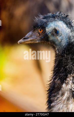 EMU Dromaius Head Close Up isolato Foto Stock