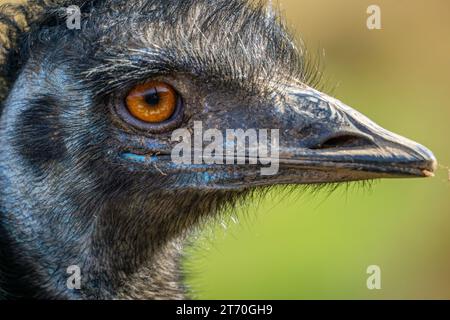 EMU Dromaius Head Close Up isolato Foto Stock