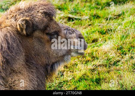 Primo piano sul cammello battriano (Camelus bactrianus) che riposa sull'erba Foto Stock