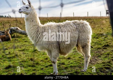 alpaca (Lama pacos) nel profilo laterale dello zoo Foto Stock
