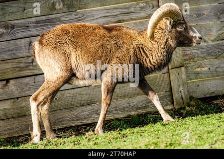 Mouflon europeo a profilo laterale (Ovis aries musimon) Foto Stock