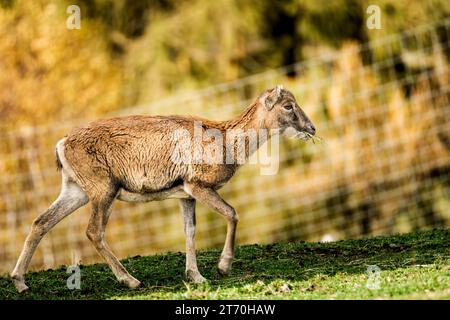 Profilo laterale del muflone europeo femminile (Ovis aries musimon) in un parco Foto Stock