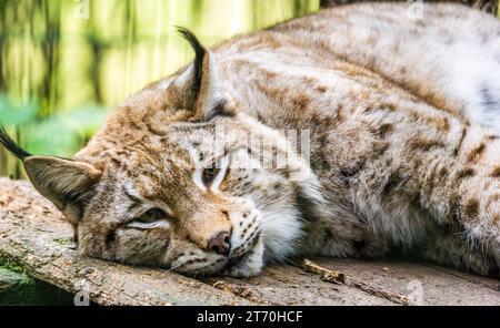 Lynx sdraiata sul legno riposa pigramente nel parco di conservazione dello zoo Foto Stock