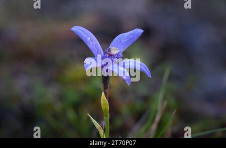 Raro fiore di Orchidea delle fate blu di Pheladenia deformis nella Valle di Lenah, Hobart, Tasmania Foto Stock