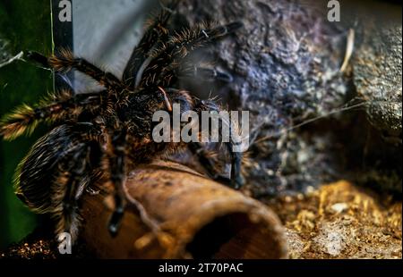 Chiudete un grande ragno Tarantura nella scatola di vetro di uno zoo. Foto Stock