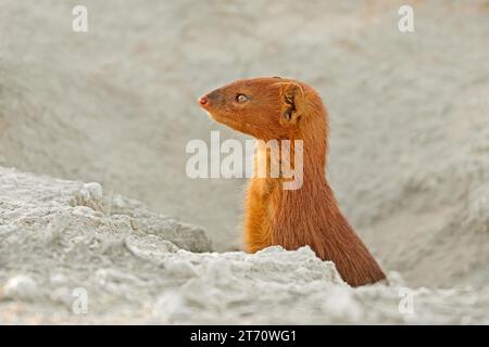 Una mangusta snella (Galerella sanguinea) che emerge da den, Sudafrica Foto Stock