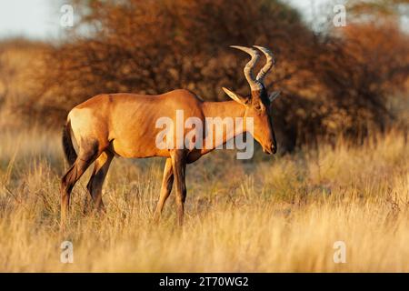 Un'antilope dell'alcelafo rosso (Alcelaphus buselaphus) nell'habitat naturale, deserto del Kalahari, Sudafrica Foto Stock