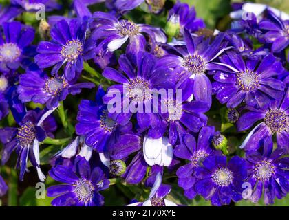 Ammassi di fiori di margherita bianchi blu in piena fioritura che si trovano nell'Himalaya Foto Stock