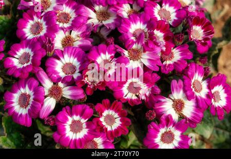 Ammassi di fiori di margherita bianchi rosa in piena fioritura trovati nell'Himalaya Foto Stock