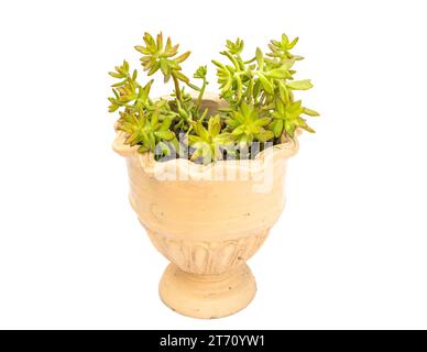 Golden Sedum adolphi coppertone succulento isolato su sfondo bianco Foto Stock