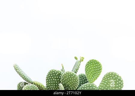 Puntini bianchi opuntia microdasys cactus a fico d'India con spazio vuoto per il testo Foto Stock