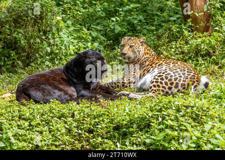 Leopardo nero indocinese con leopardo maculato (Panthera pardus delacouri) che giacciono insieme nella natura tropicale Foto Stock