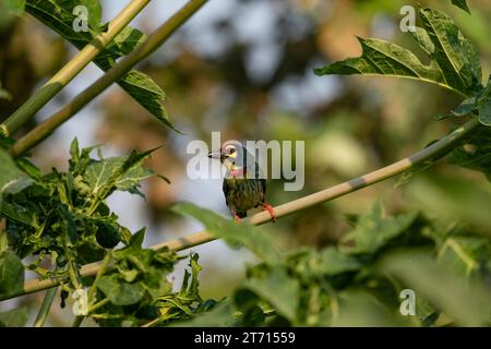 Coppersmith barbet si arcò sul ramo di un albero di papaia. Foto Stock