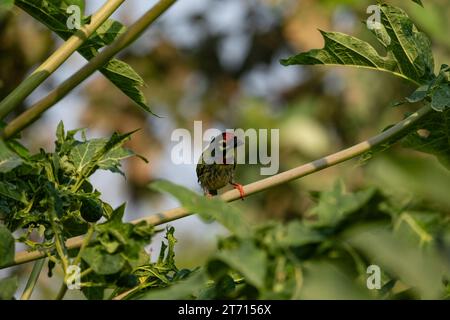 Coppersmith barbet si arcò sul ramo di un albero di papaia. Foto Stock