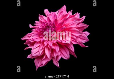 Ritratto in studio di una bella tavola da pranzo singola Cafe Au Lait Royal fioritura Dahlia, isolata su sfondo nero. Fiore dahlia isolato. Foto Stock