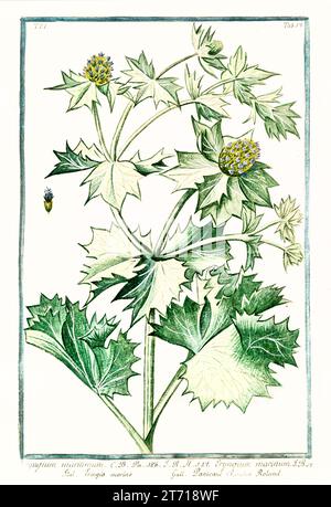 Vecchia illustrazione di Sea Holly (Eryngium maritimum). Di G. Bonelli su Hortus Romanus, publ. N. Martelli, Roma, 1772 – 93 Foto Stock