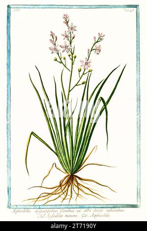 Vecchia illustrazione di asfodel ramificato (Asphodelus ramosus). Di G. Bonelli su Hortus Romanus, publ. N. Martelli, Roma, 1772 – 93 Foto Stock