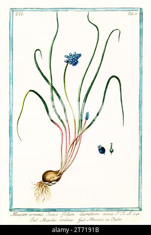 Vecchia illustrazione di Giacinto d'uva (Muscari racemosum). Di G. Bonelli su Hortus Romanus, publ. N. Martelli, Roma, 1772 – 93 Foto Stock