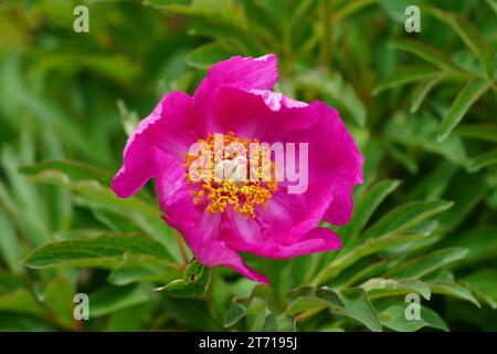 Fiore di peonia rosa. Primo piano dell'impianto di fioritura. Foto Stock