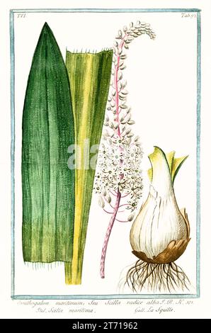 Vecchia illustrazione di Sea Squill (Drimia maritima). Di G. Bonelli su Hortus Romanus, publ. N. Martelli, Roma, 1772 – 93 Foto Stock